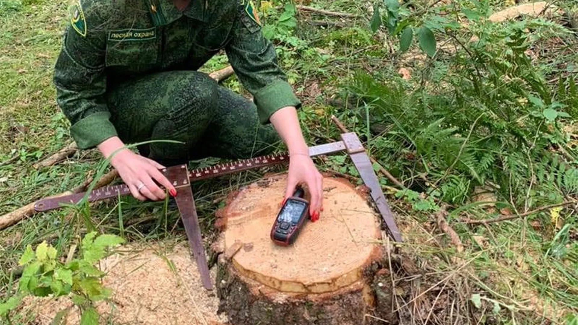 Пни, мотоблок и метод дедукции: срок получил лесоруб-нарушитель в Орехово-Зуеве