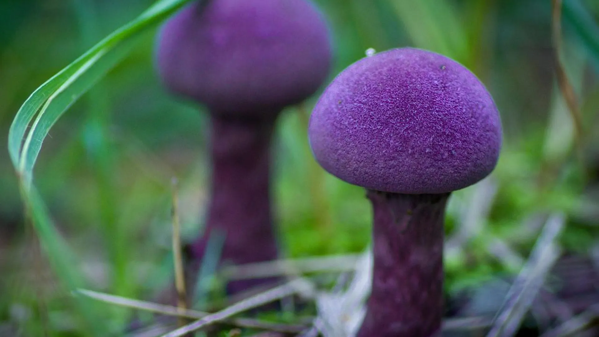 Триместр гриб. Паутинник фиолетовый гриб. Паутинник гриб ложный. Гриб паутинник сиреневый. Масленок паутинник.