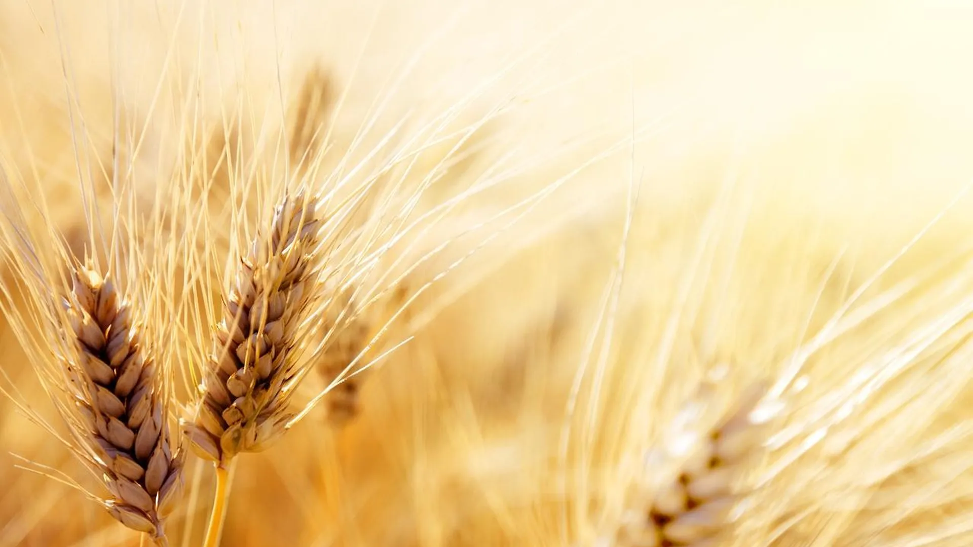 МИД назвал условия возвращения России к зерновой сделке
