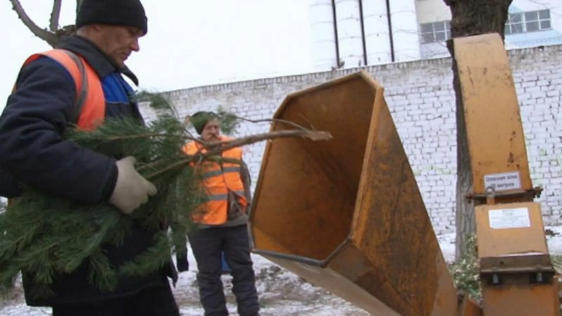 Более 10 тысяч новогодних елок сдали жители Подмосковья для дальнейшей утилизации