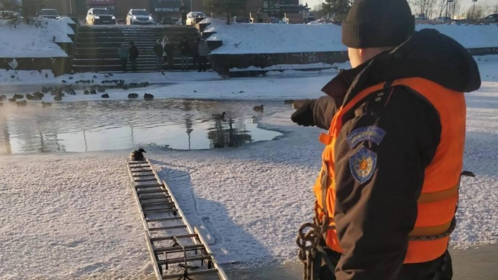 В Наро-Фоминске спасли утку, которая примерзла ко льду реки