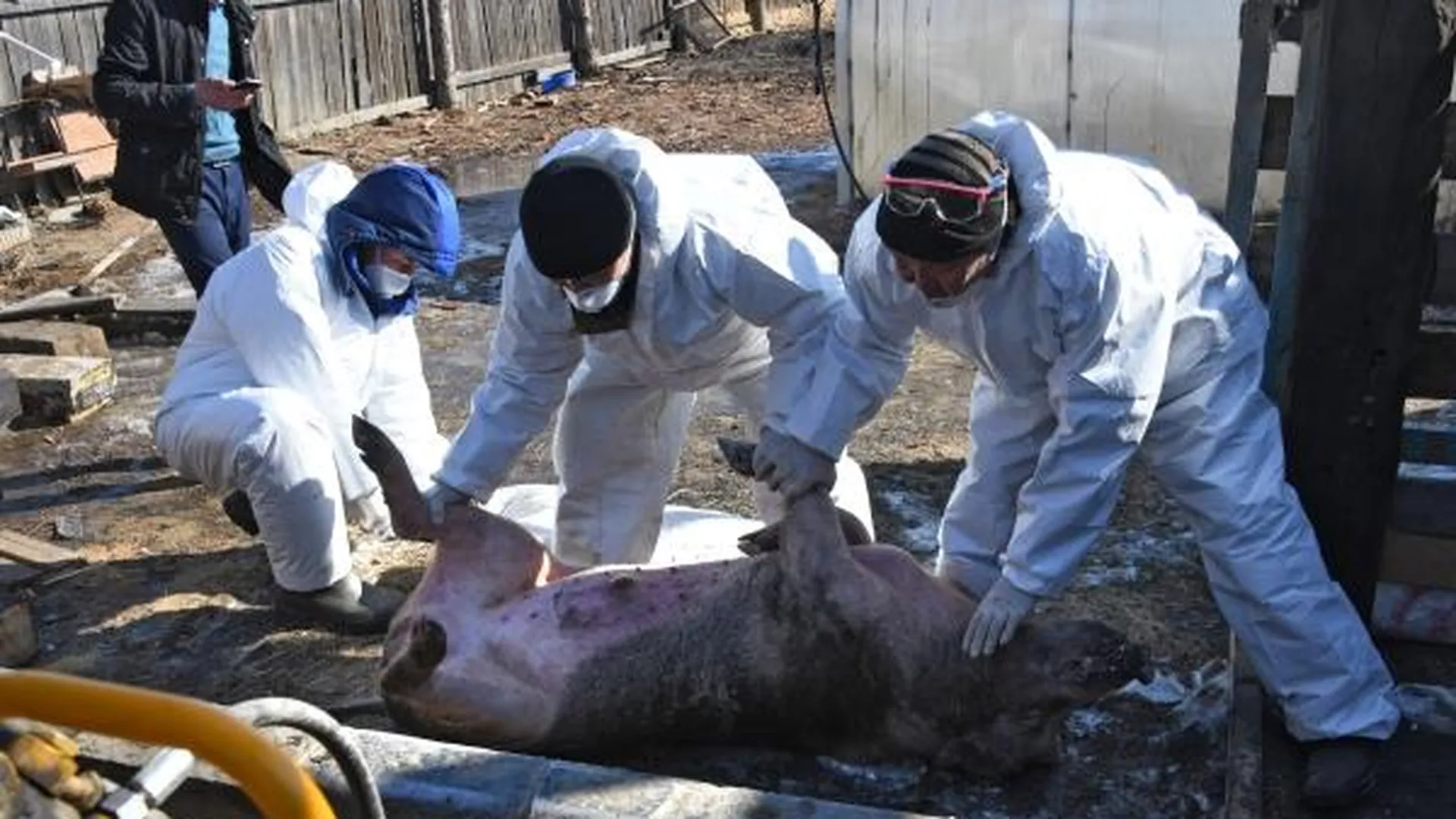 Вакцину от африканской чумы свиней разработали в России