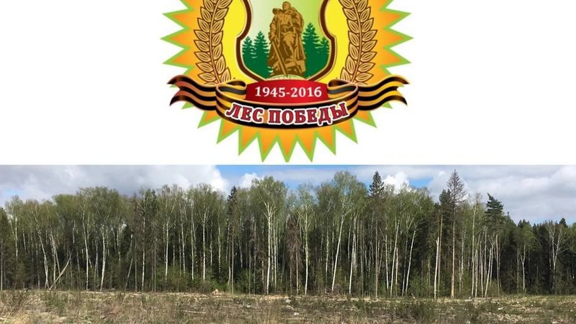 Тридцать тысяч саженцев высадят в рамках «Леса Победы» в Пушкинском районе
