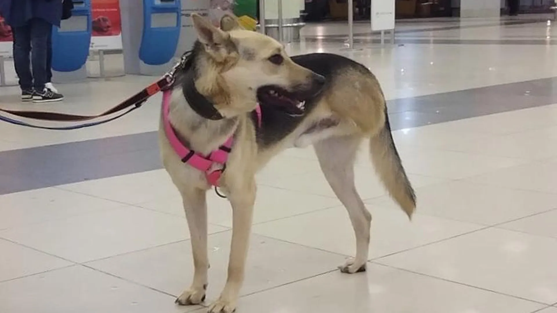 Трехлапого пса, который неделю прятался в аэропорту Шереметьево, нашли и вернули хозяйке 