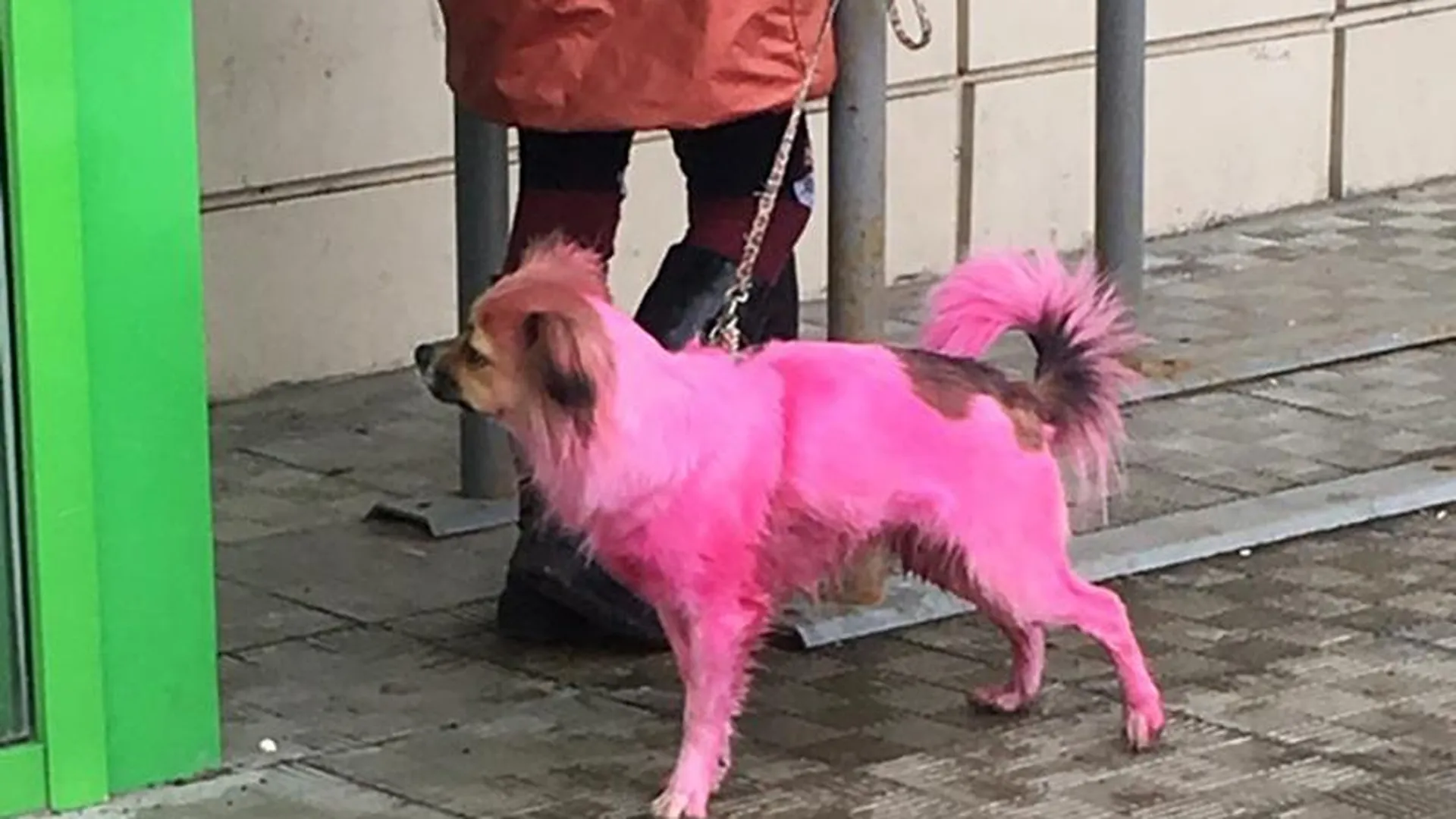 «Это гламурно»: хозяева покрасили собаку в розовый цвет в Орехово-Зуево