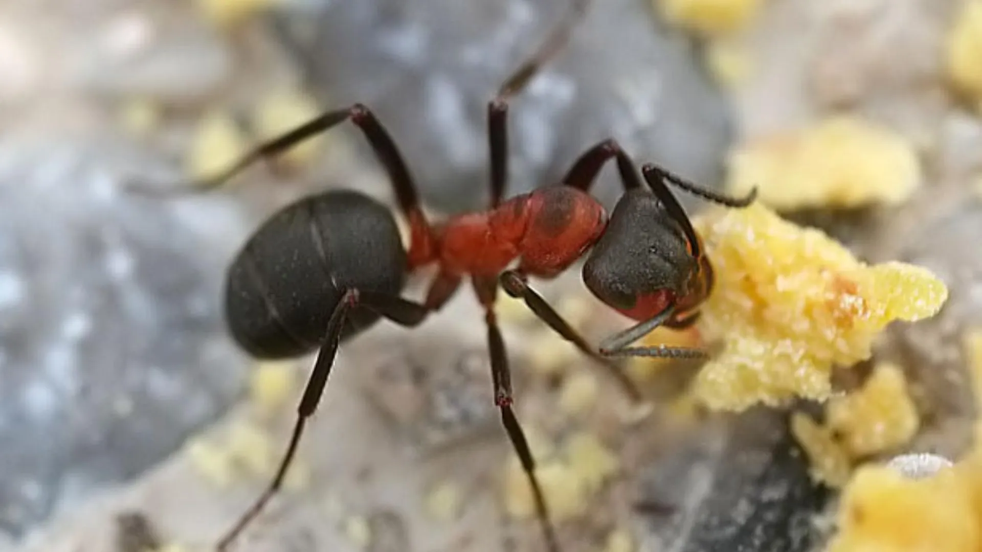 В Ленинском округе установили охранную зону заповедника с редчайшими рыжими муравьями
