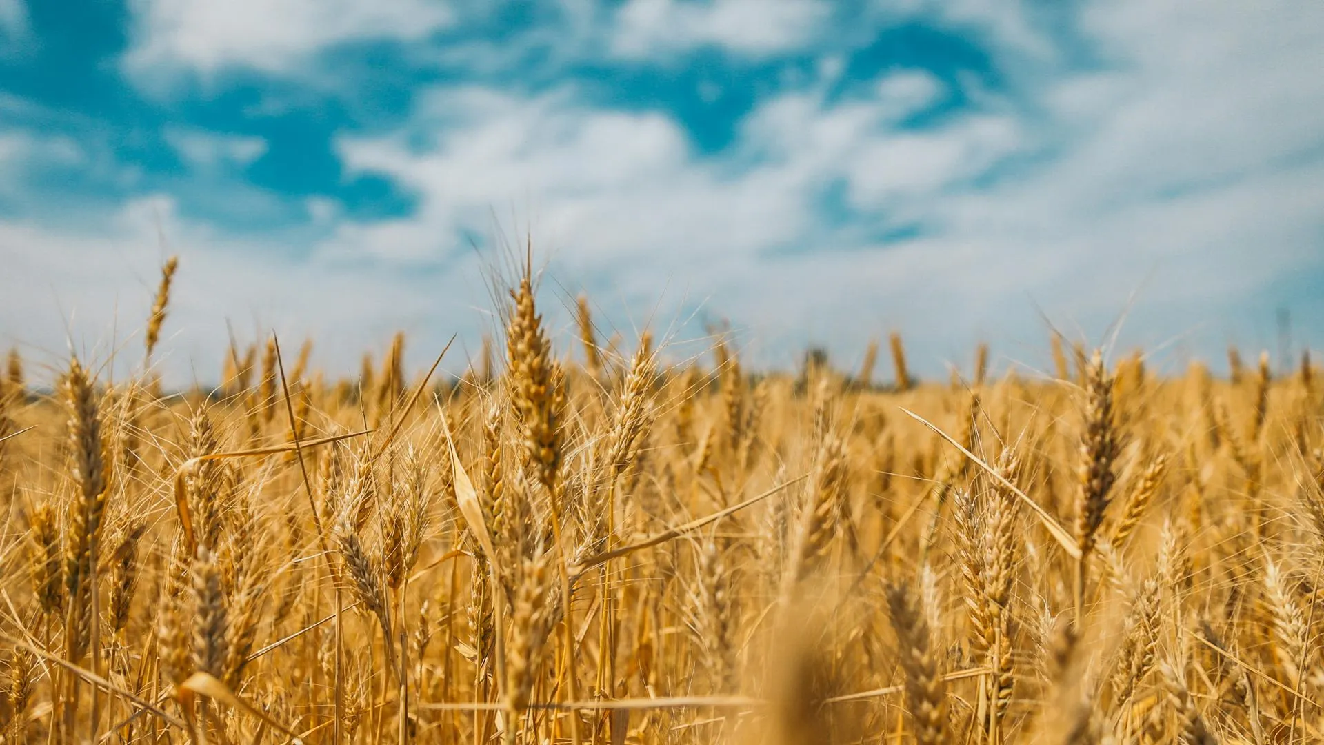Патрушев: РФ в сезоне 2023-2024 экспортирует до 70 миллионов тонн зерна