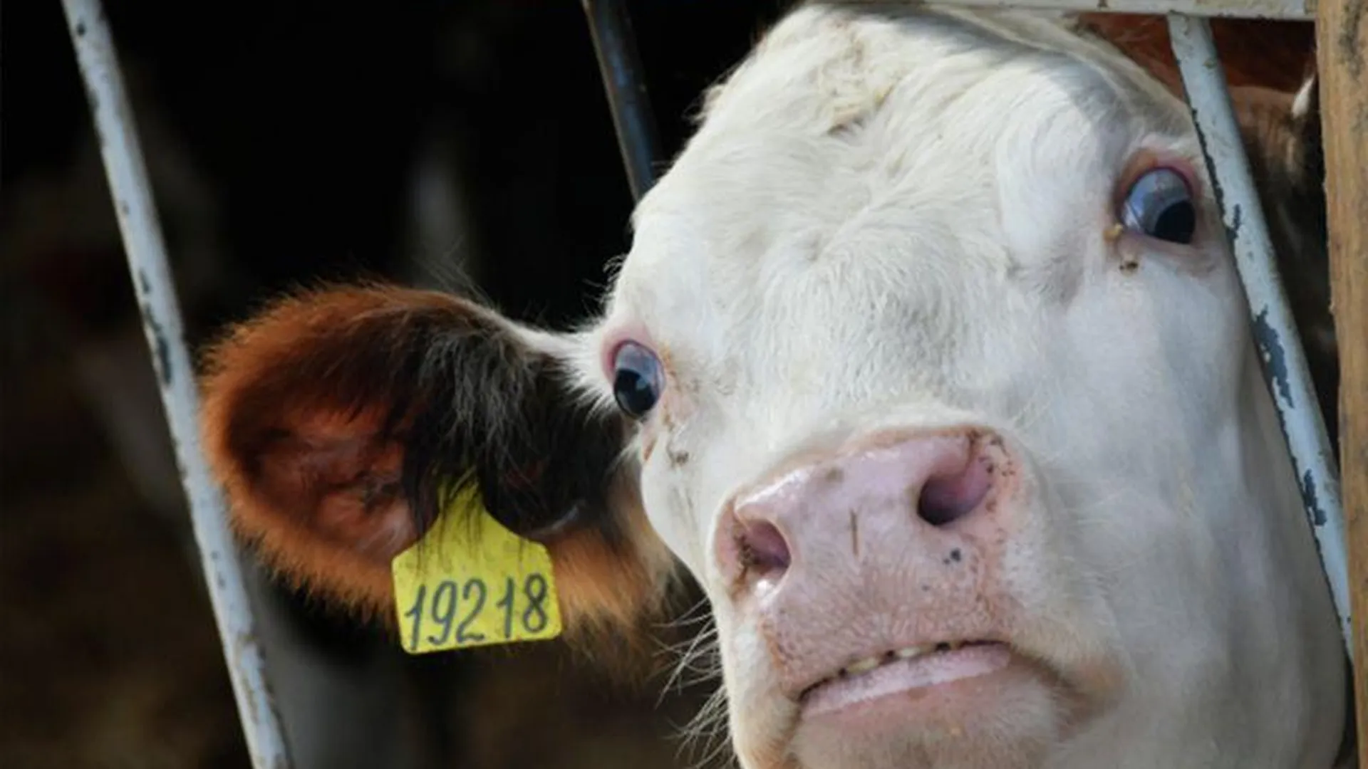   «Не будем есть говядину»: чуваши отреагировали на случаи заражения сибирской язвой из-за быка