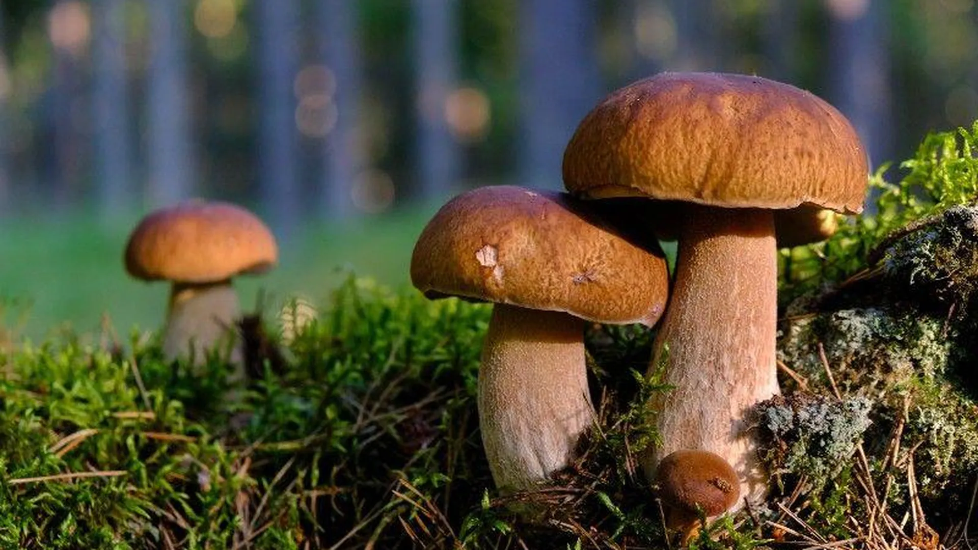 Жителям Подмосковья рассказали, где лучше всего собирать грибы