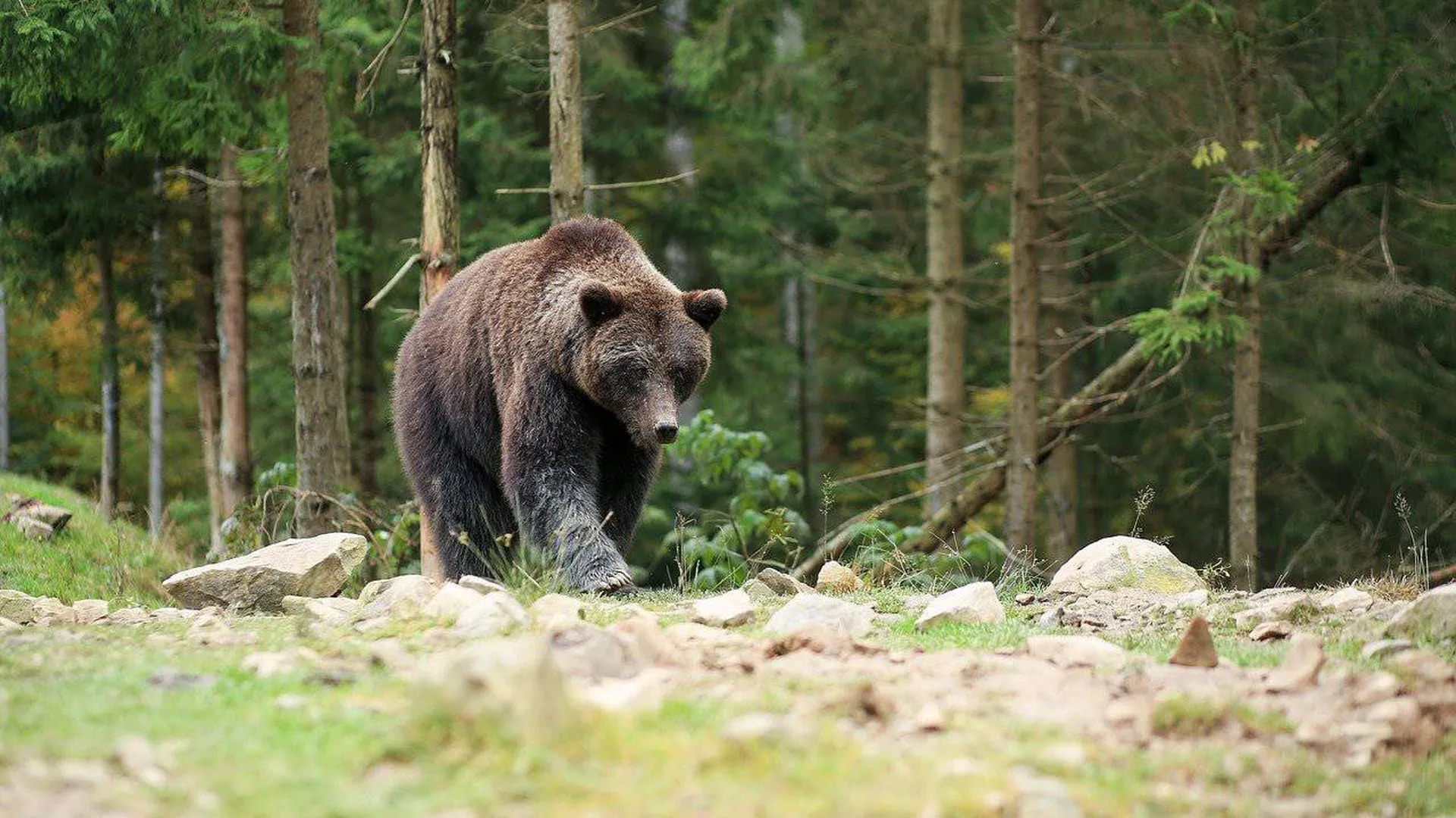Жизнь медведей в лесу