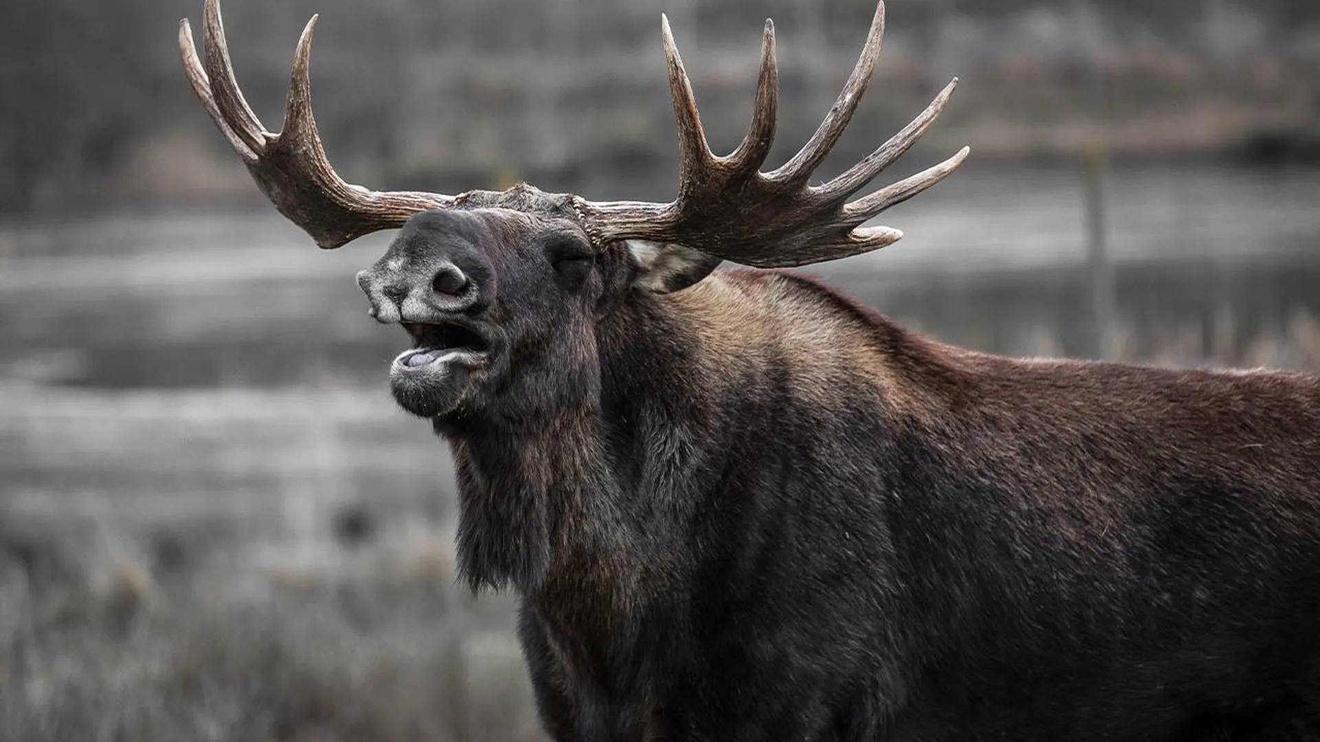 Останки зверски убитого лося повергли в шок дачников из Красногорска