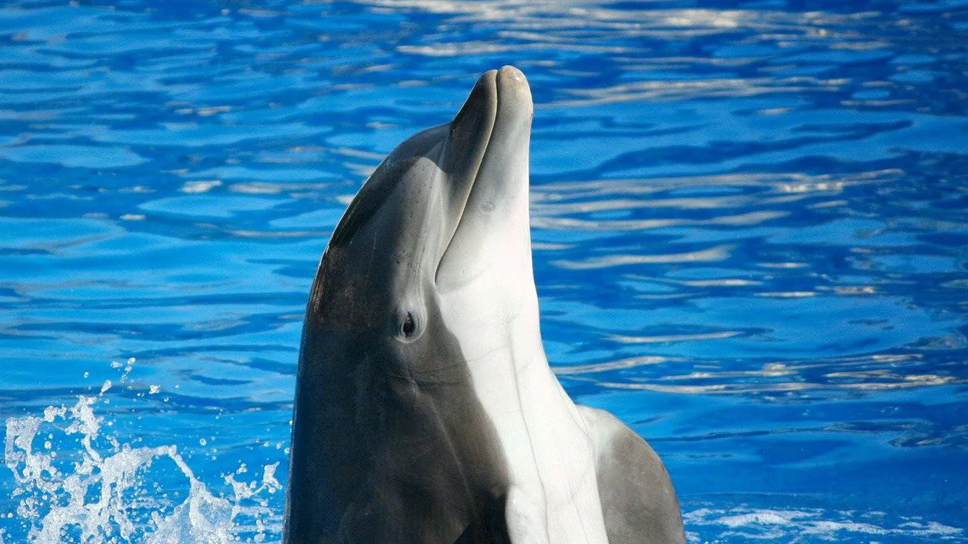 Закон о полном запрете вылова китов и дельфинов готовят в России