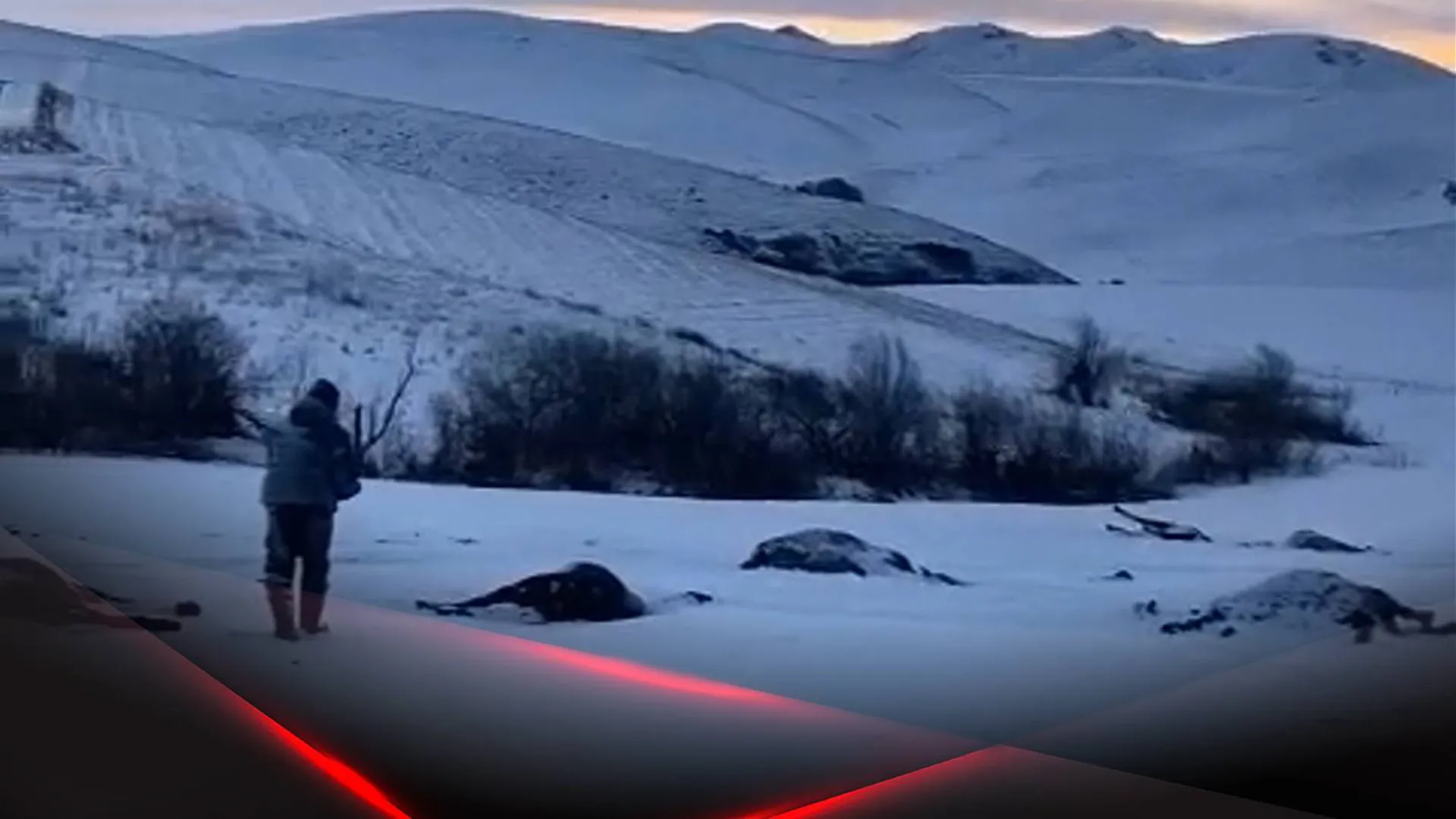 Погибшие лошади на снегу в Алтайском крае
