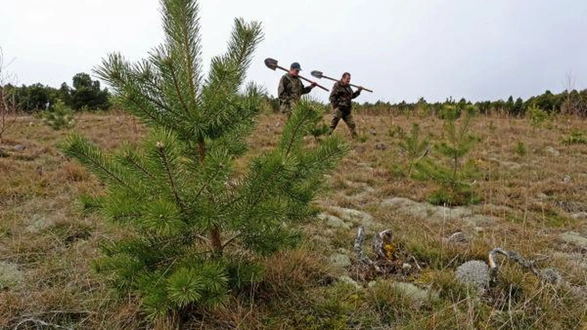 Двенадцать тысяч новых сосен появится в Люберецком районе благодаря акции «Лес Победы»