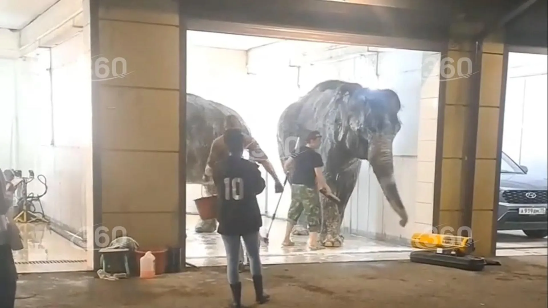 Двух слоних помыли на автомойке во Владикавказе