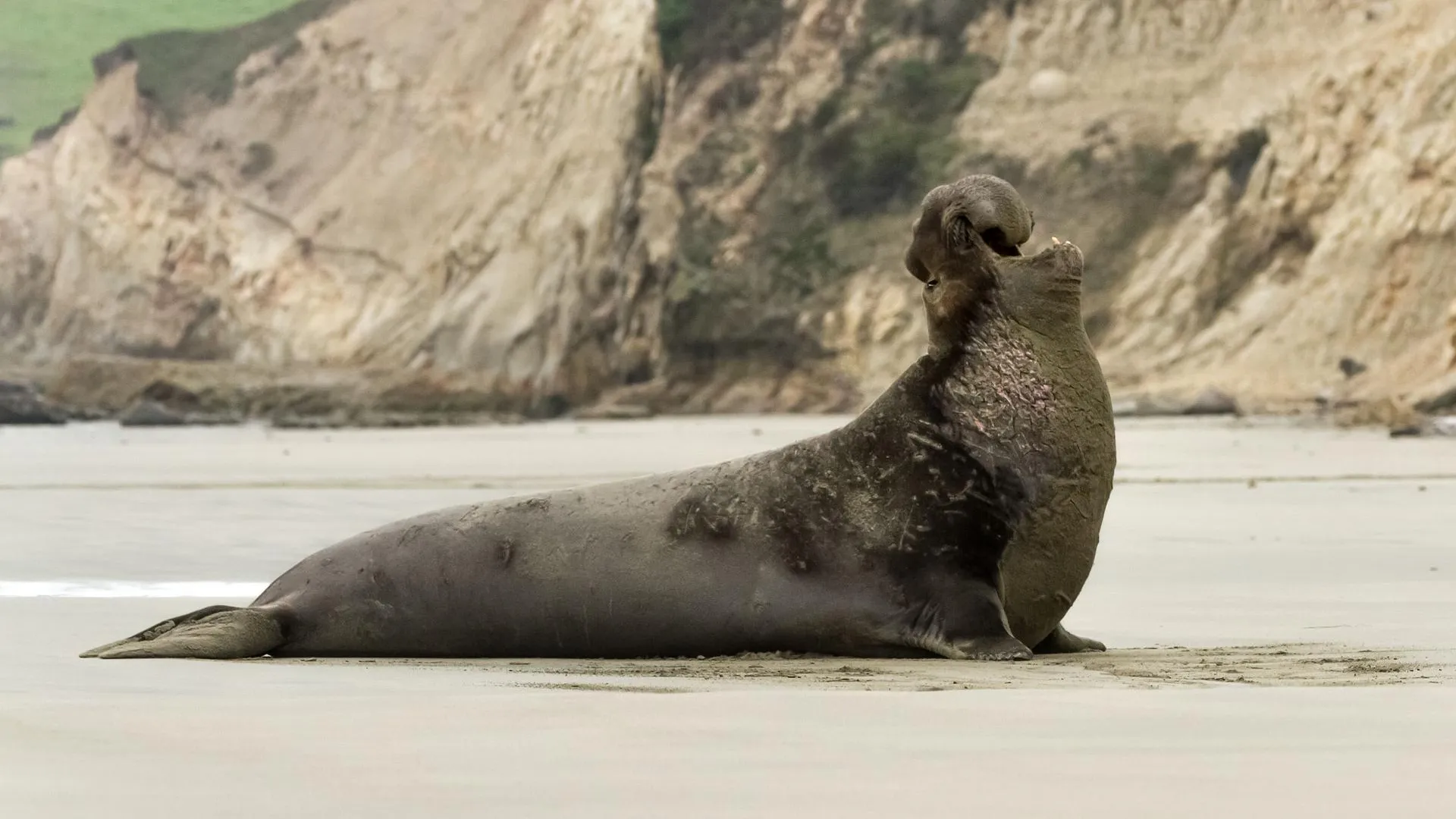 Сотни мертвых детенышей морских слонов обнаружили на побережье в Аргентине