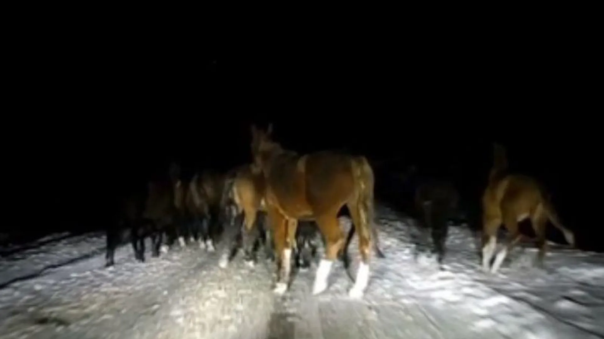 Автомобилист из Кирова чуть не протаранил табун лошадей