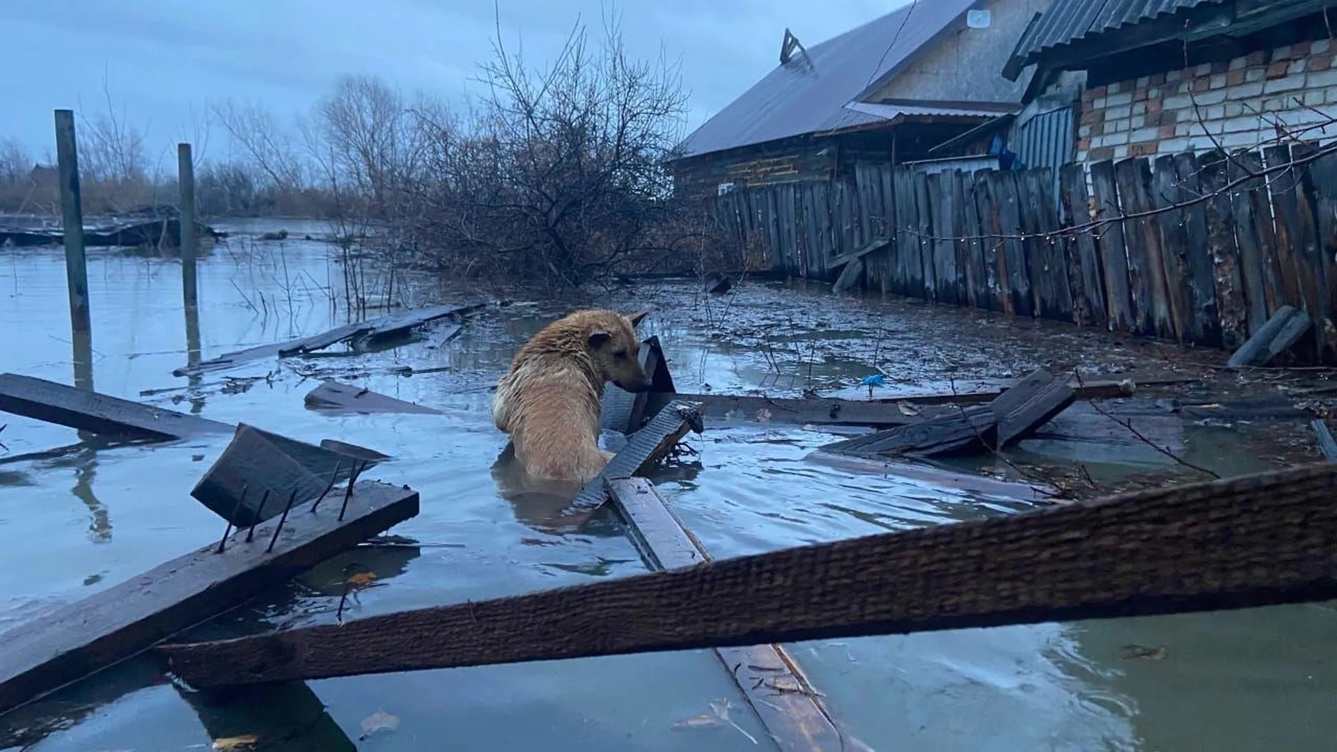 «Мокрые, ослабленные». Волонтеры спасли собак из подтопленных районов Кургана