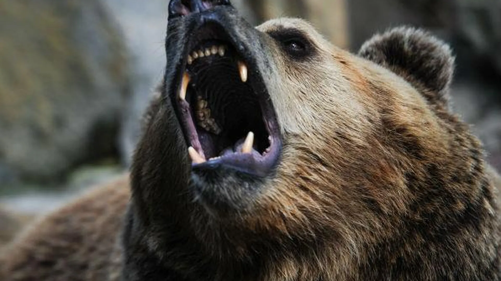 Женщине пришлось рожать в окружении агрессивных медведей посреди болота в глухой тайге 