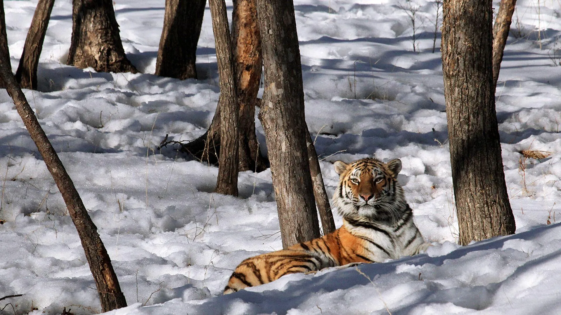 Приморец убил краснокнижного амурского тигра по ошибке