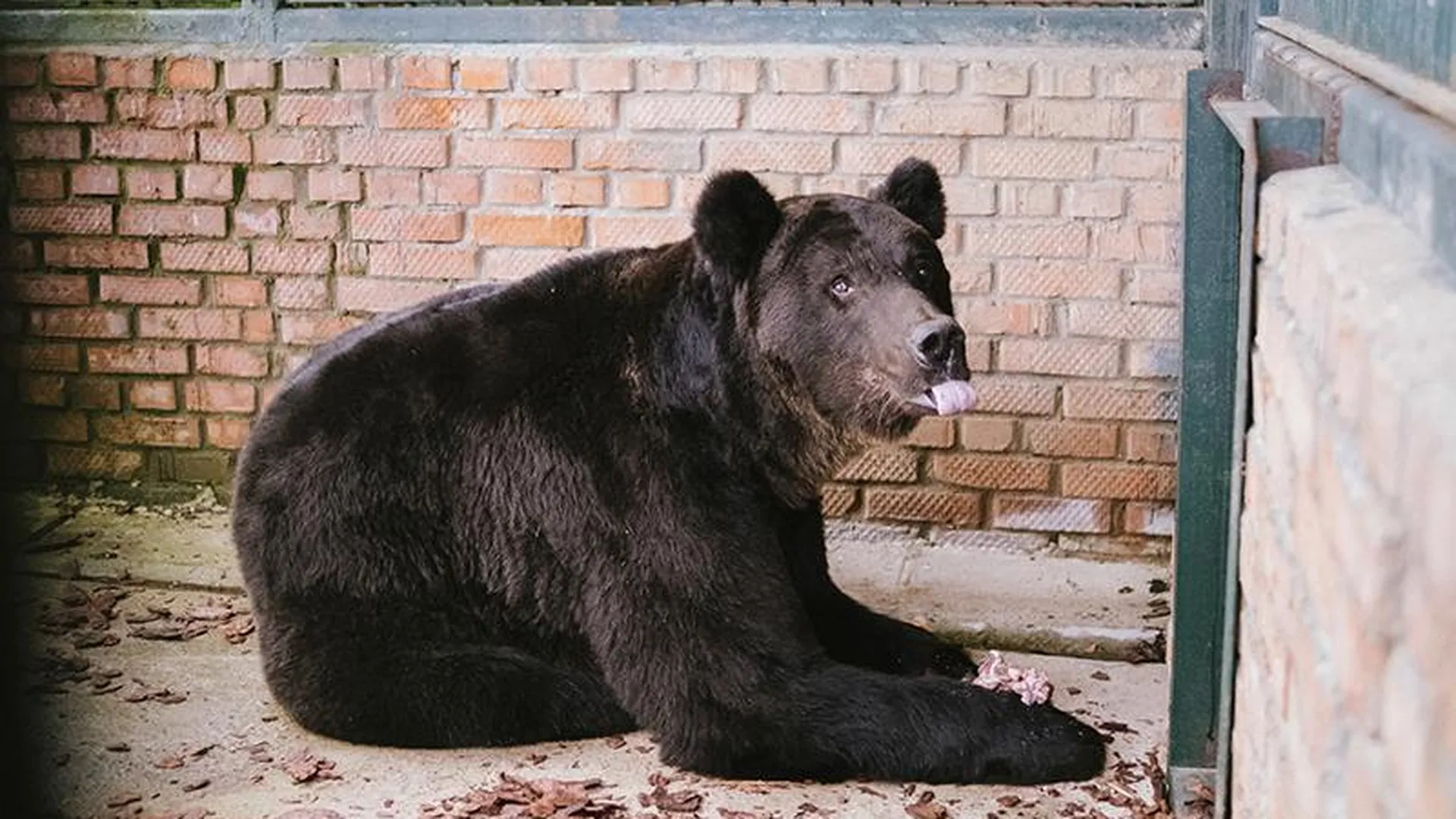 из архива Центра воспроизводства редких видов животных Московского зоопарка