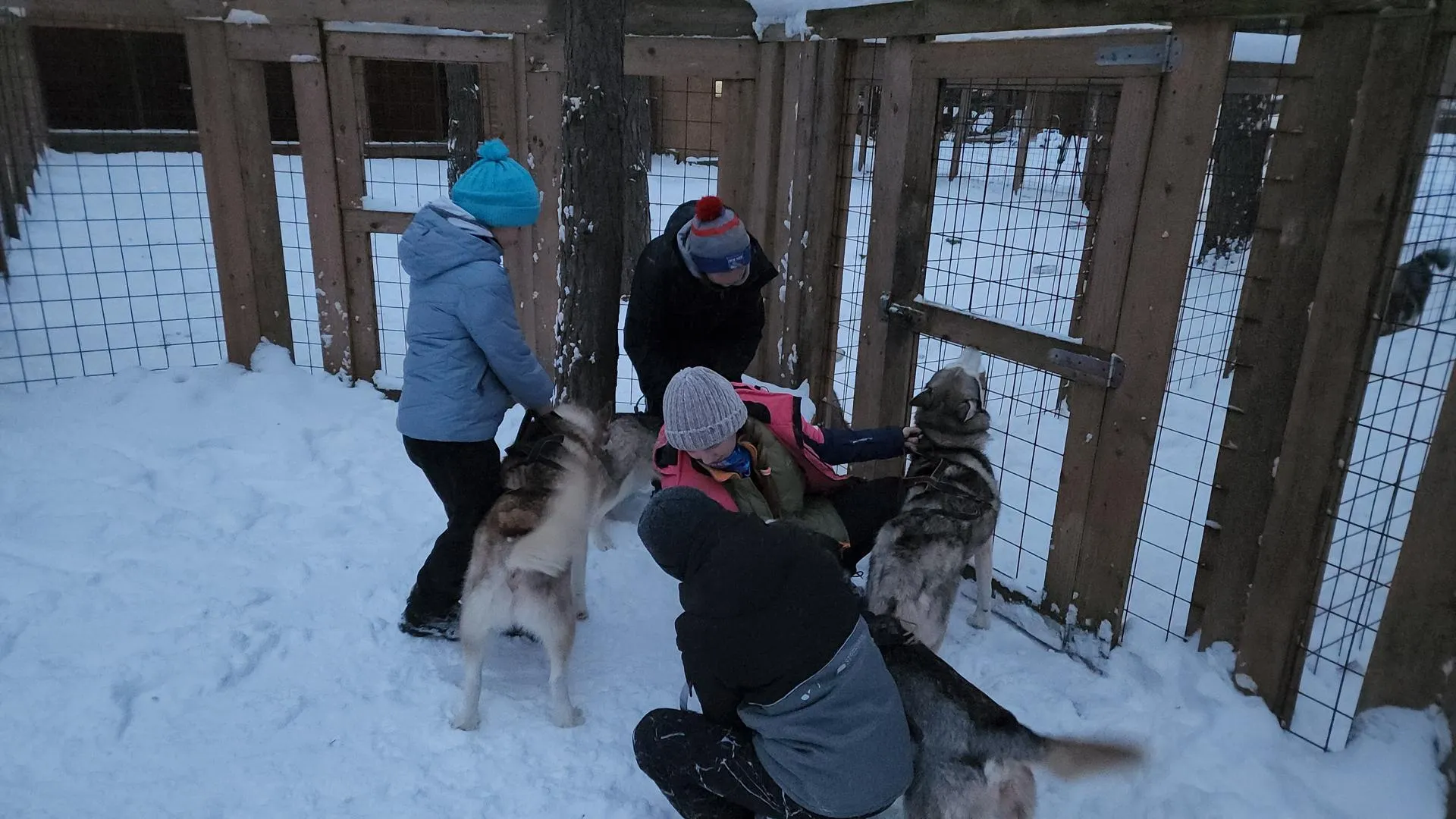 Клуб ездового спорта на собачьих упряжках в Ступине подготовил зимние трассы для обкатки