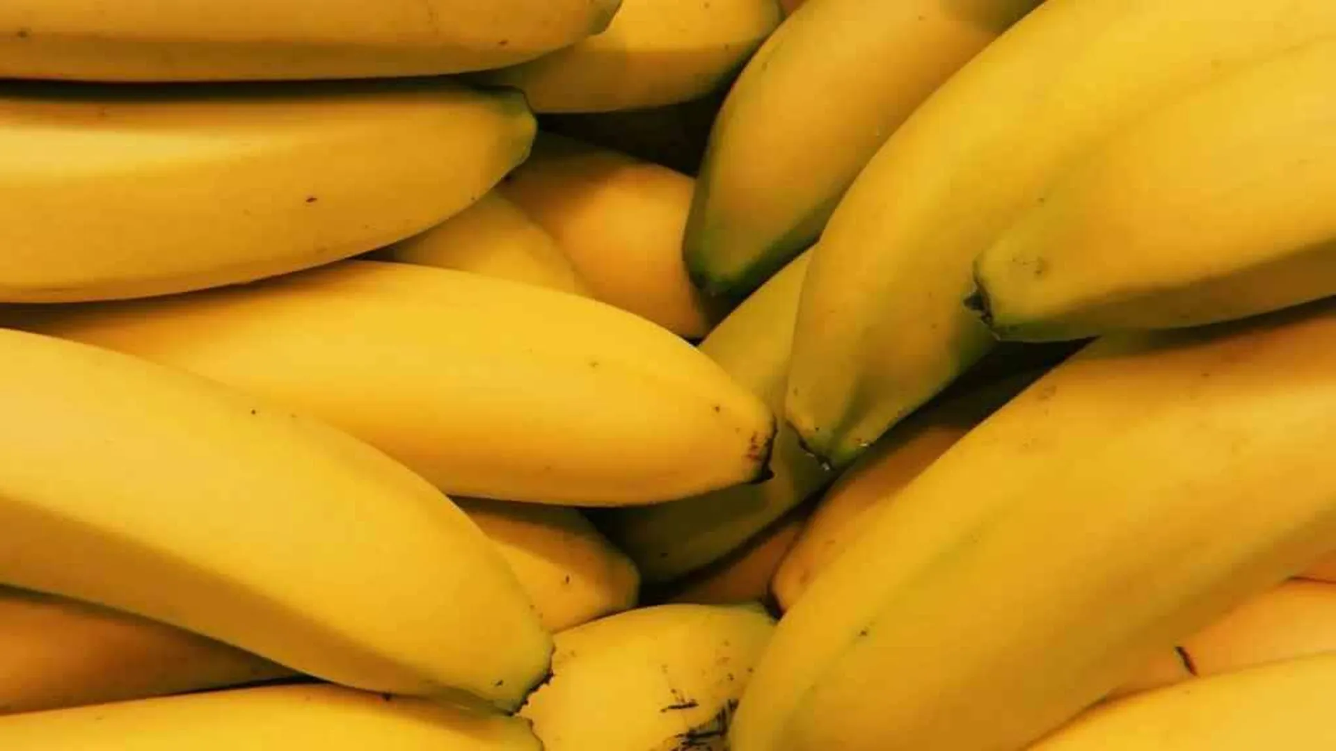 Выращивание генно-модифицированных бананов впервые одобрили в мире