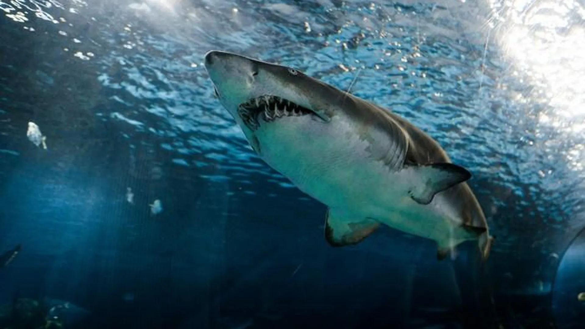 Двухметровая акула родила у берегов Курильских островов