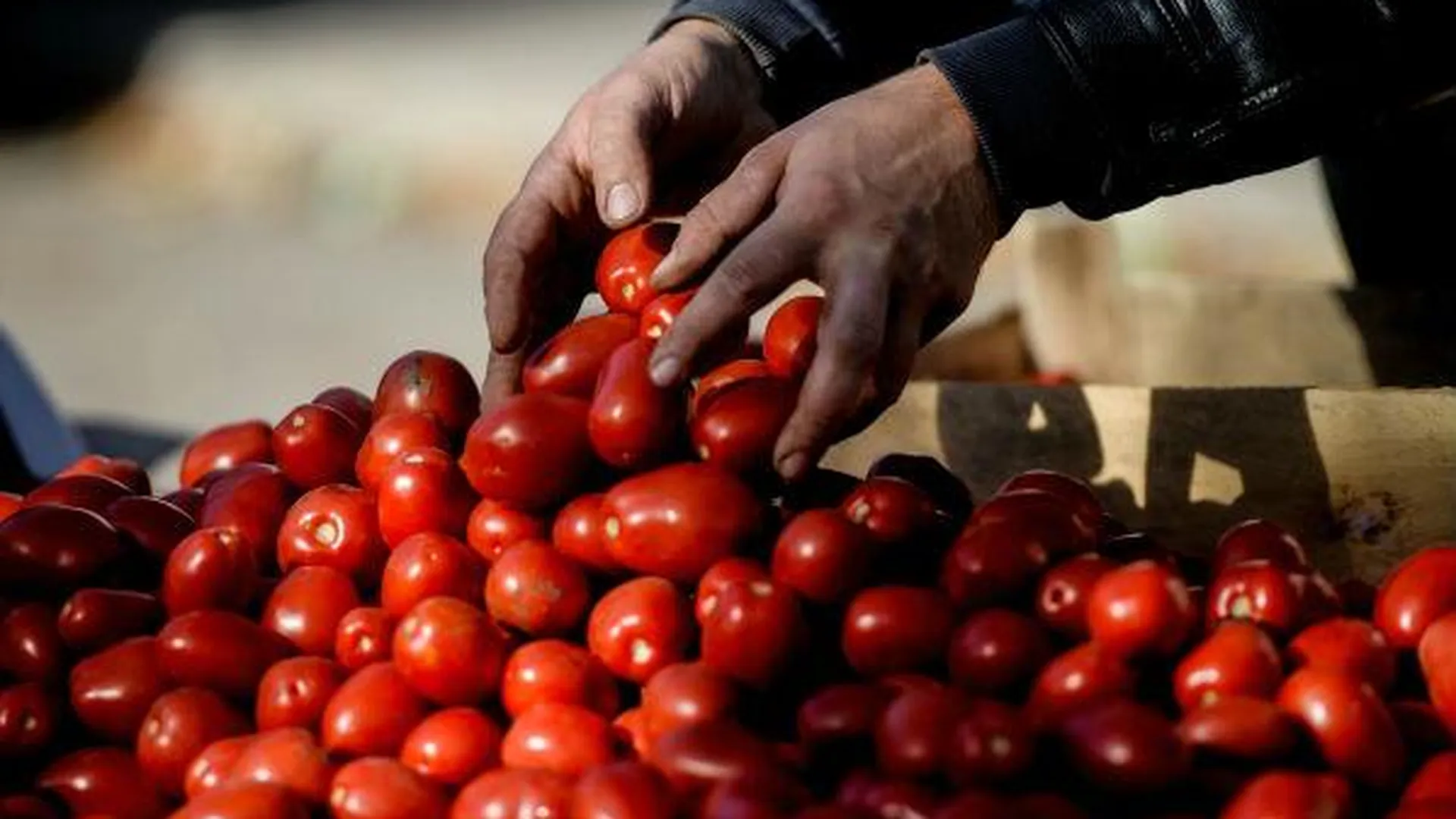 Почти 20 тонн зараженных томатов уничтожили на полигоне в Дмитровском районе