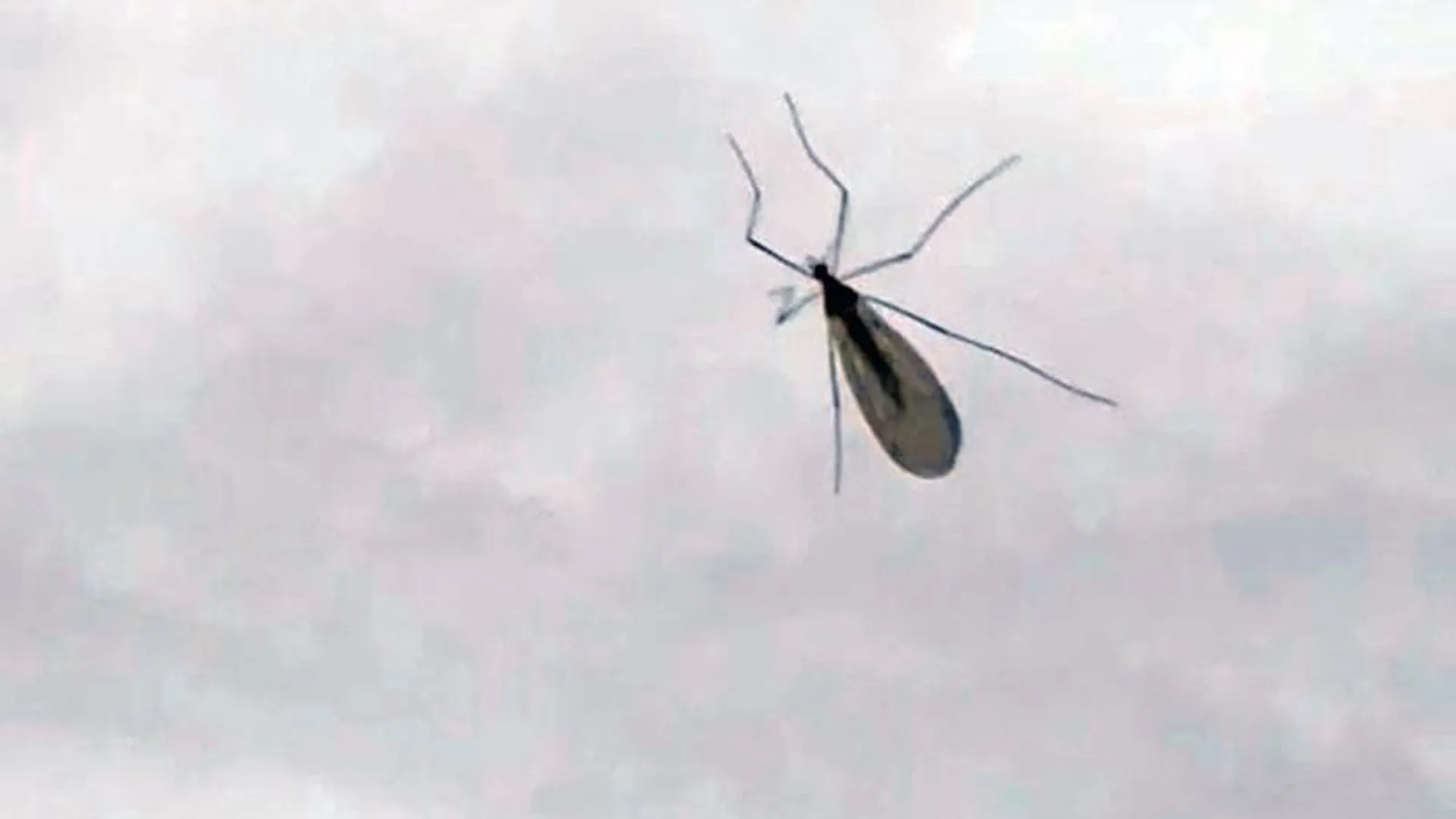В Балашихе активизировались комары, которые не боятся снега