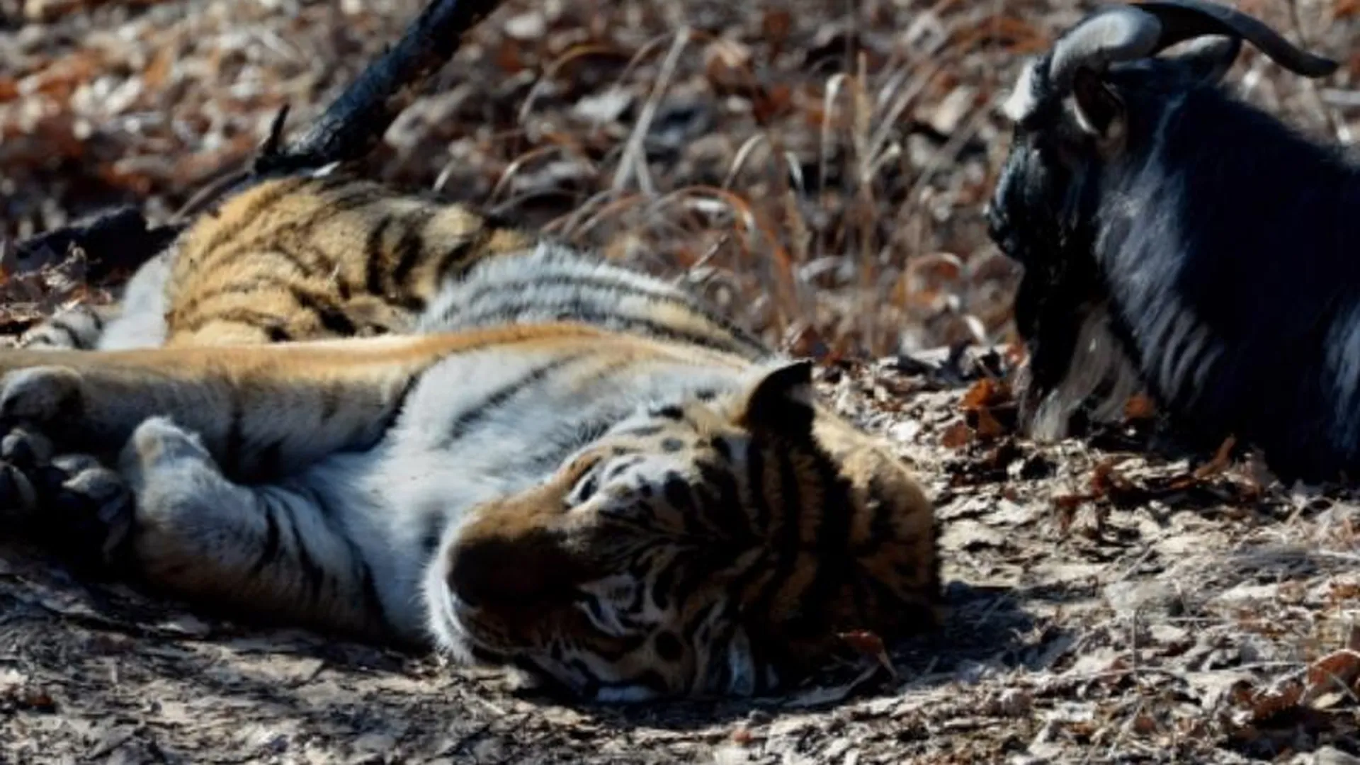 Старые друзья тигр Амур и козел Тимур снова встретились в Приморском парке