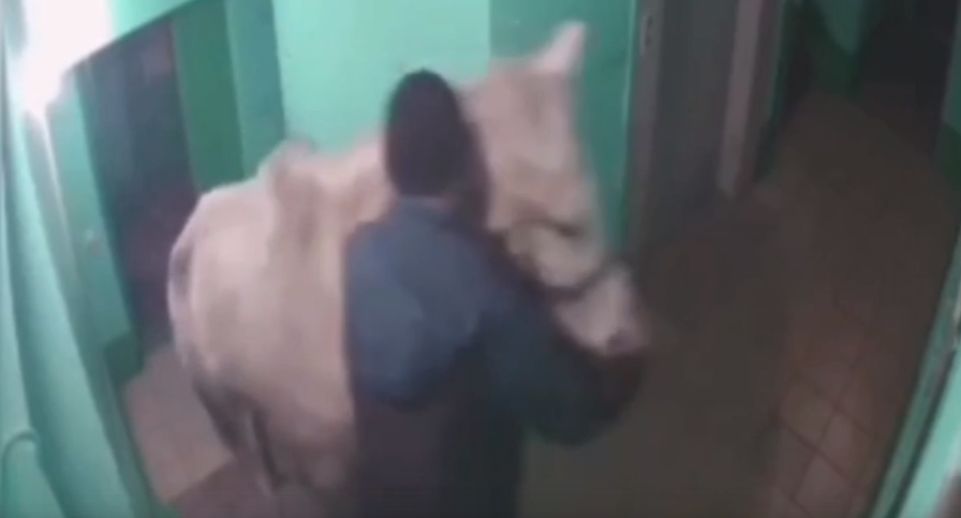 Житель Кемеровской области привел в квартиру лошадь и попал на видео