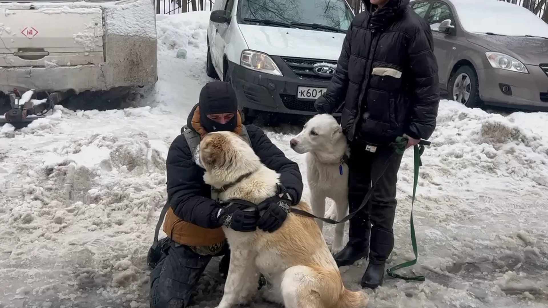 Принадлежали кинологу. Хозяйка освободила запертых в доме на колесах собак в Москве
