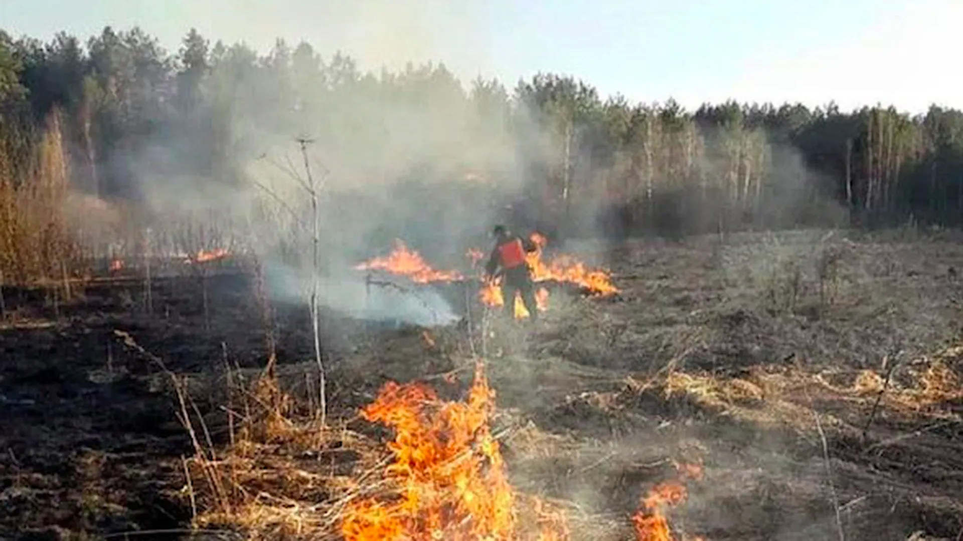 Пожар в д лесная. Лесные пожары в Рязанской области в 2022г. Пожар в лесу. Горят леса. Лесоторфяные пожары Подмосковья.