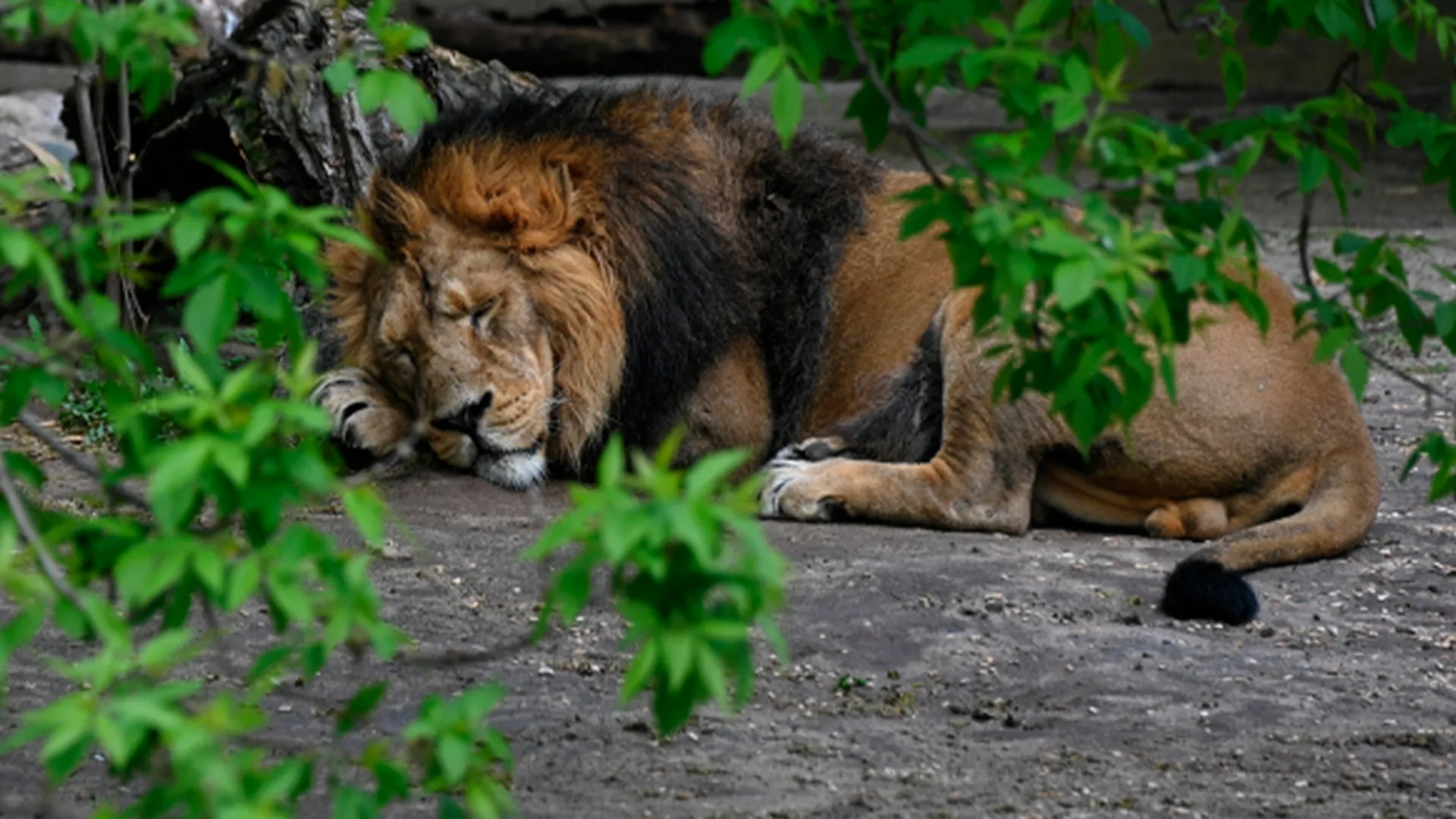 Уссурийского льва, который стал свидетелем пьяного дебоша, могут усыпить