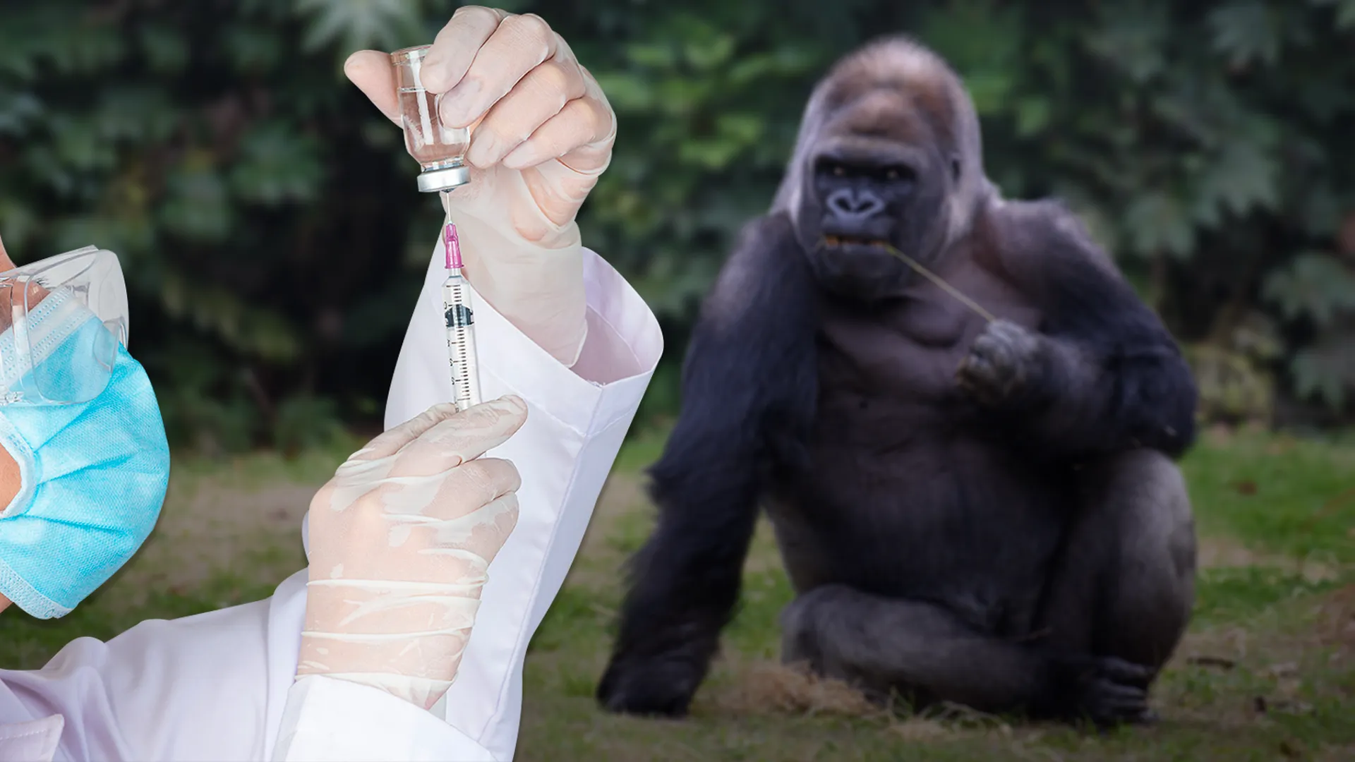 Приматов в США начали вакцинировать от ковида. Польза от этого будет и для людей