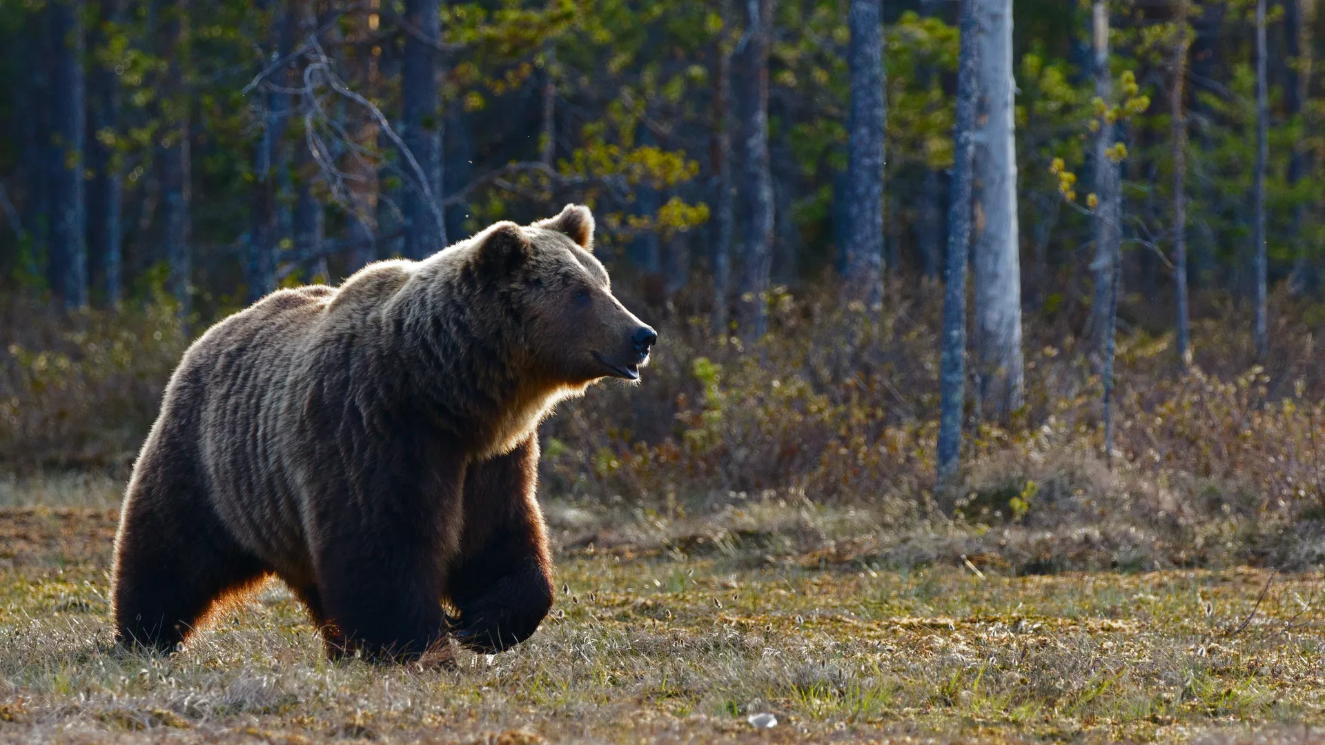 Погибнуть в таких муках ничем не заслужила»: медведь насмерть загрыз  жительницу Красноярского края | 360°