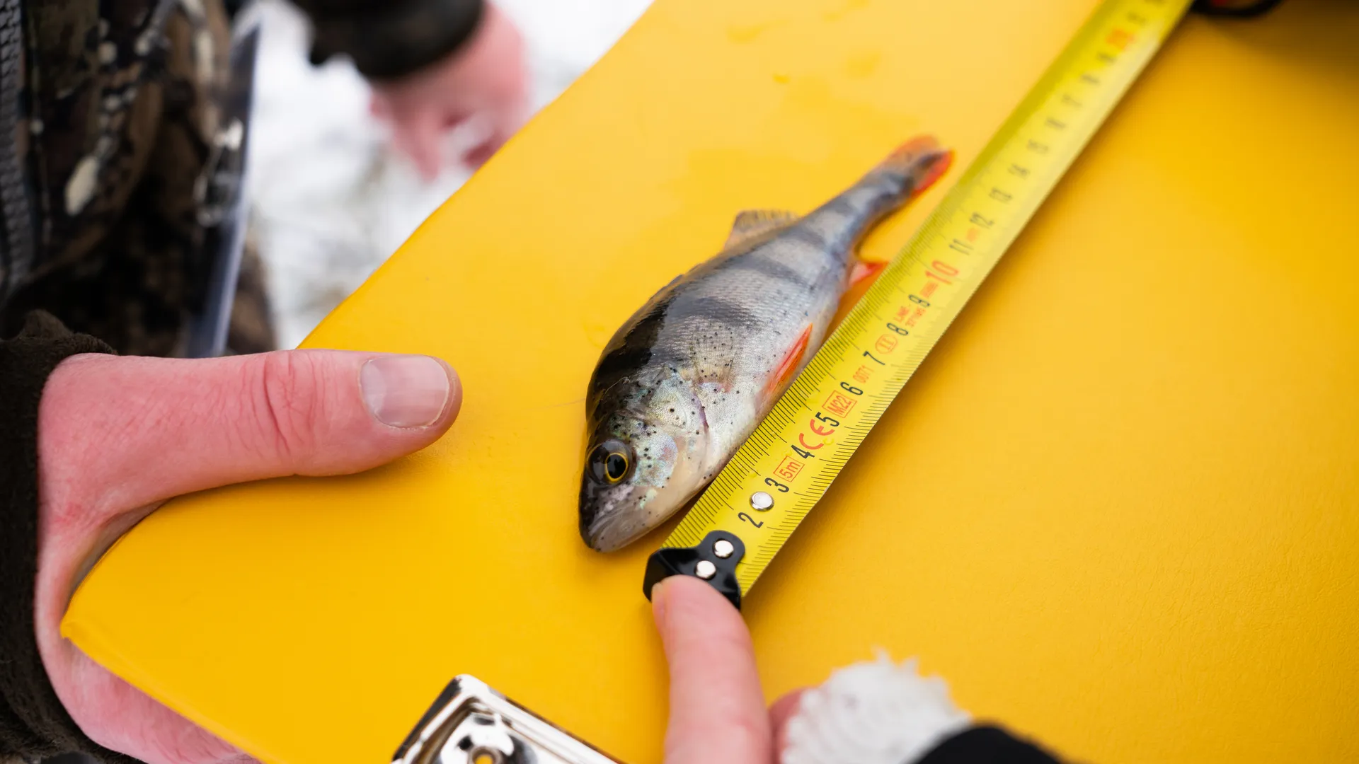 Рыболовный фестиваль прошел на реке Истоминка в Зарайске