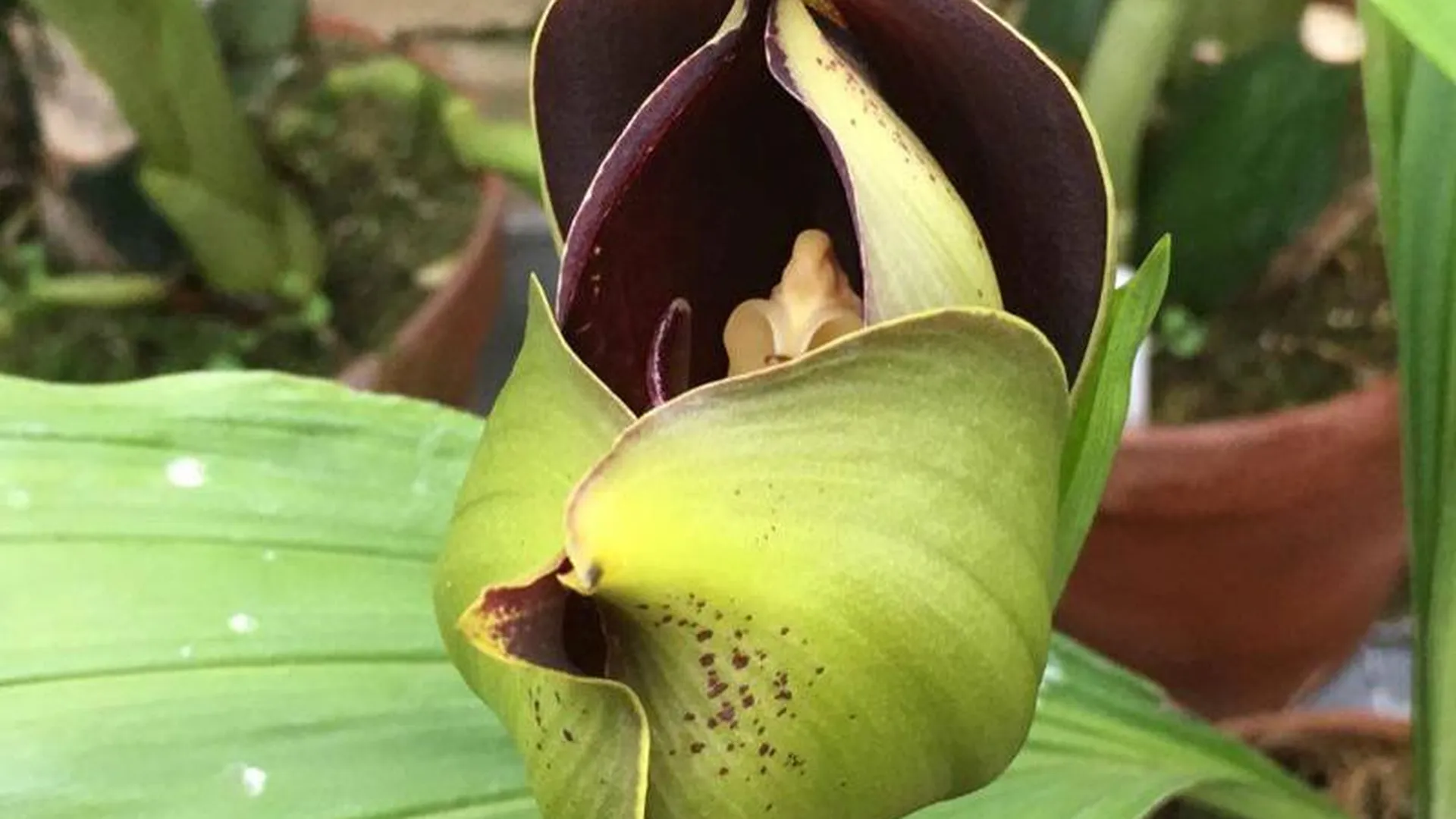 В «Аптекарском огороде» расцвела редкая орхидея-тюльпан
