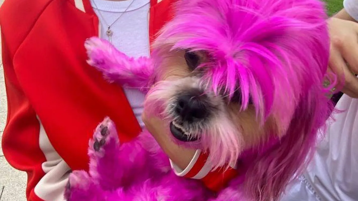 Животное с розовыми волосами. Перекрашивание собак. Покрашенные собаки. Собаку перекрасили. Барби с собакой.