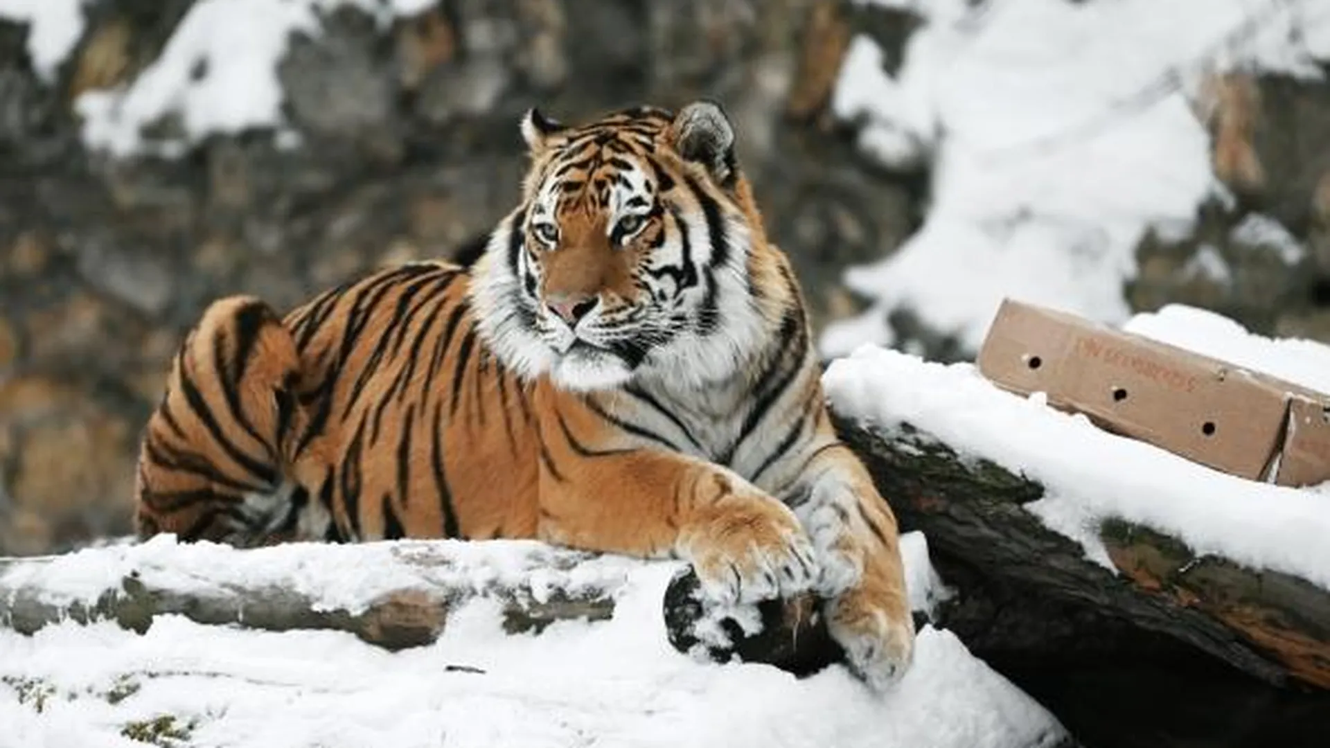 Имя для амурского тигра из Московского зоопарка выберут на портале «Активный гражданин»