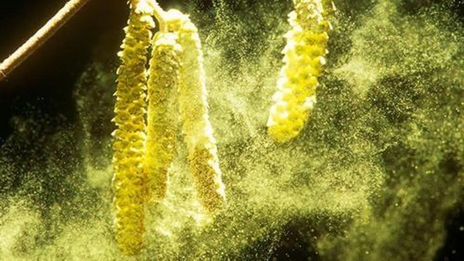 Появление пыльцы