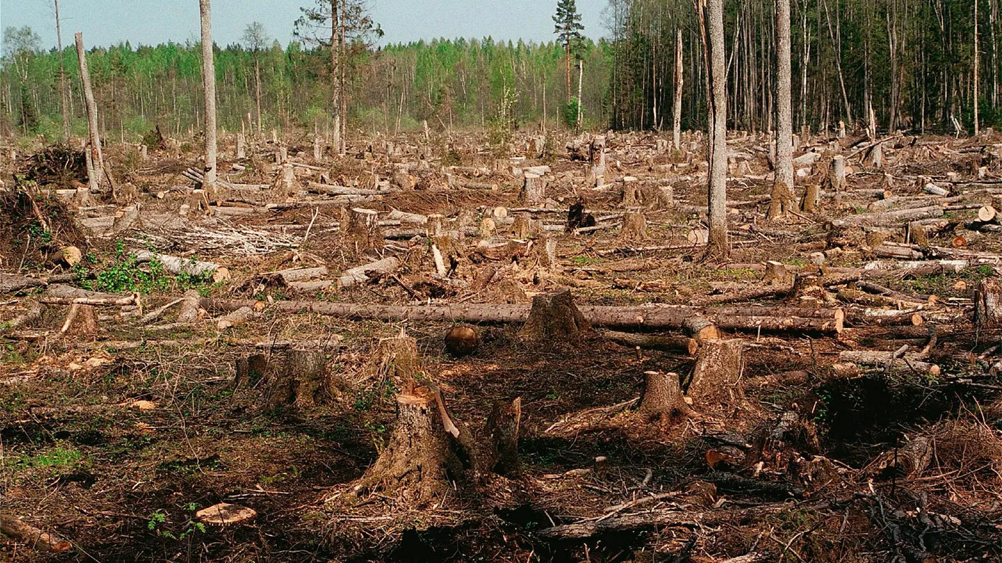 Варварская вырубка леса в тайге. Вырубка лесов в Новосибирске. Вырубка деревьев. Вырубленные деревья. Лишить лесов