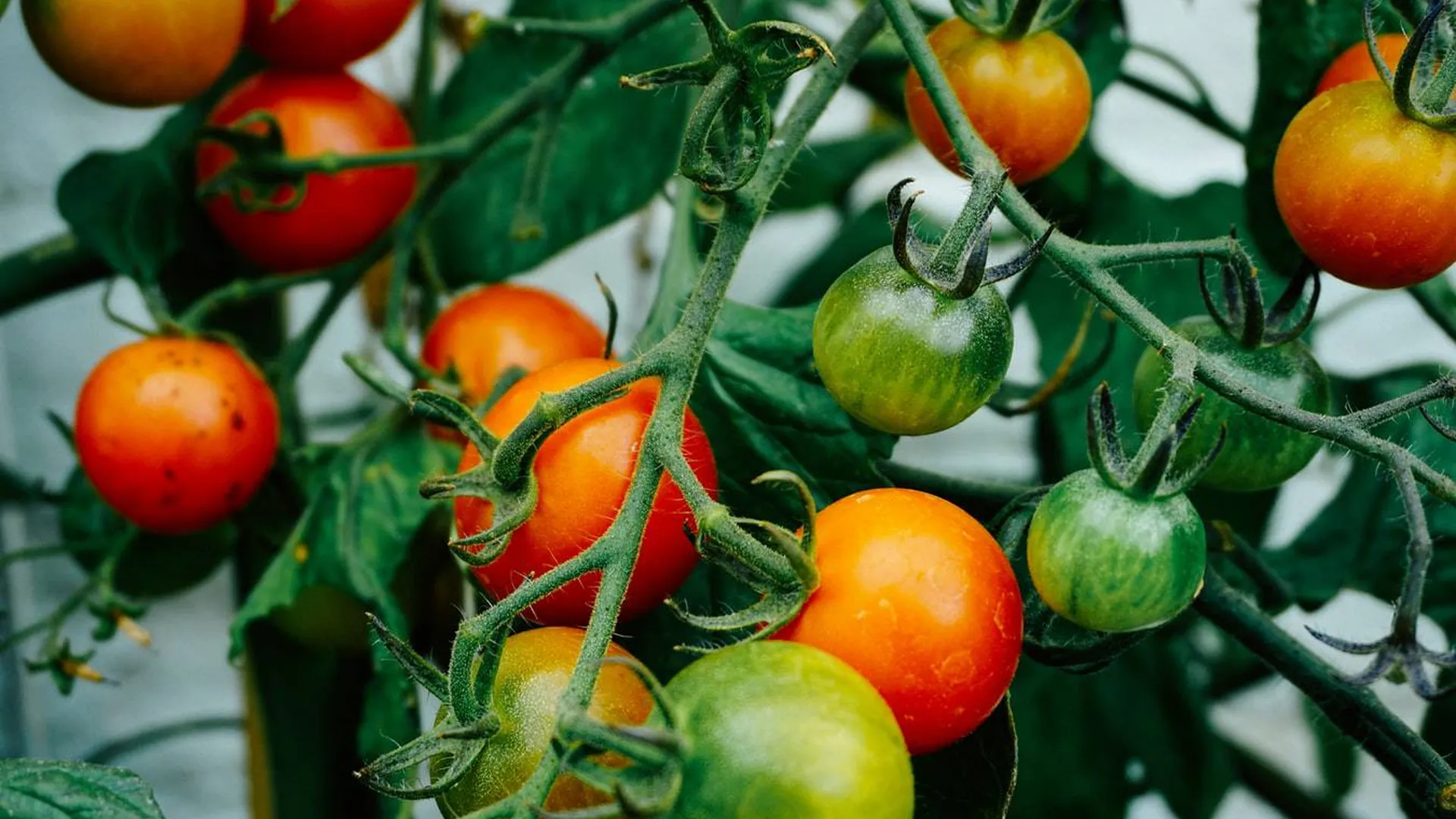 Россиянам пообещали хороший урожай томатов и капусты, несмотря на скачки температуры