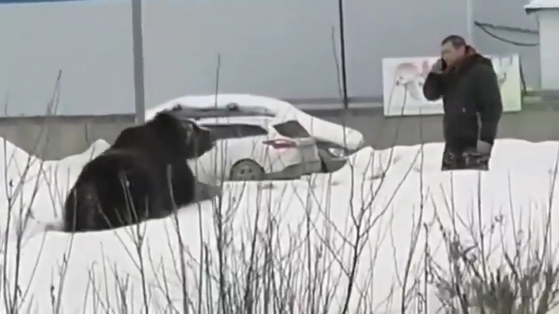 Медведь оказался на улицах Нижневартовска и устроил погоню за человеком. Видео