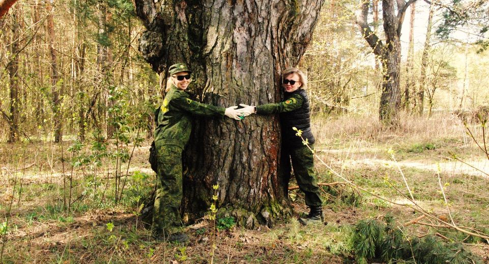 Сосна из «Русского леса» стала памятником живой природы