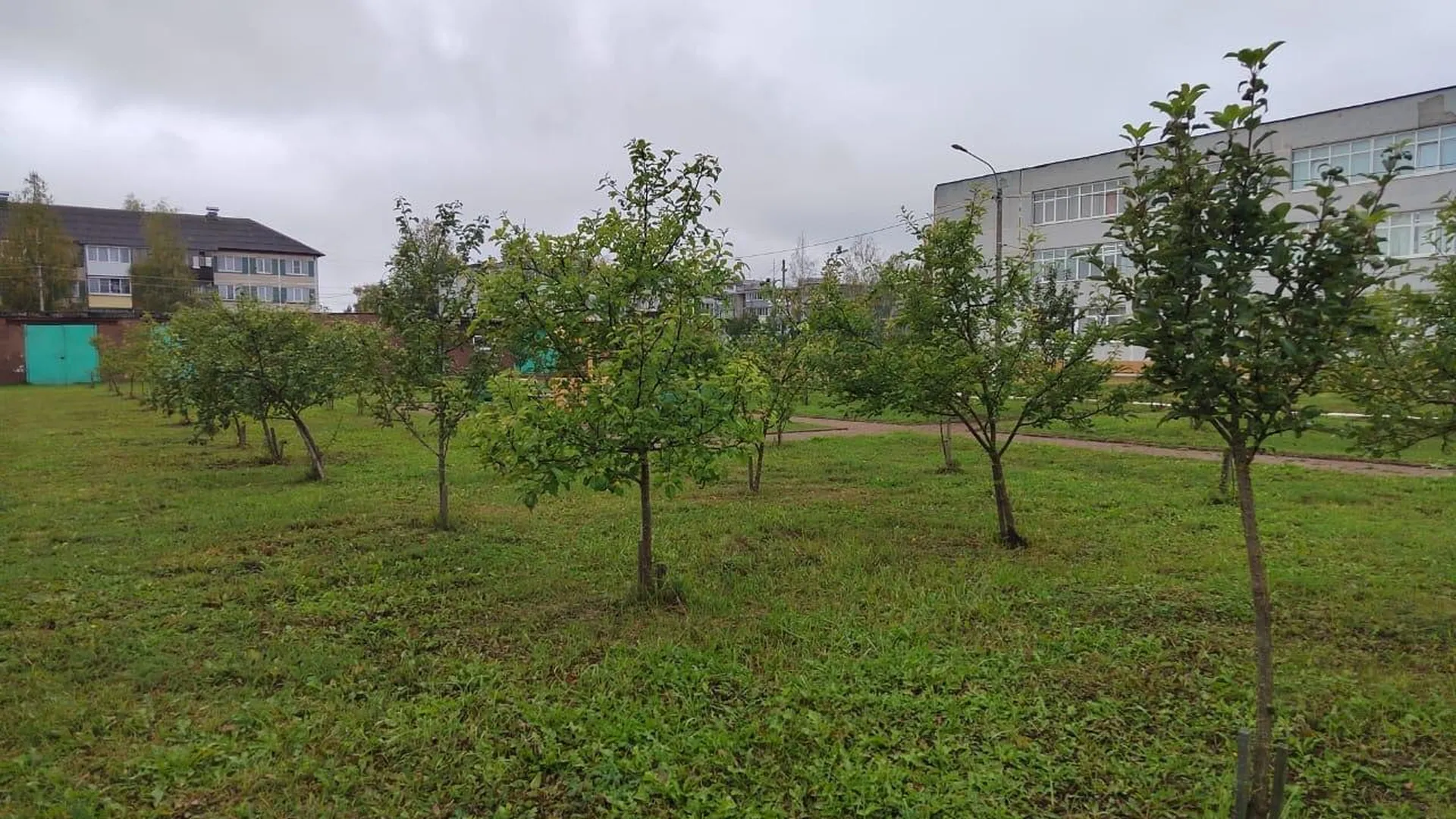 Территорию школы «Лесные озера» в Солнечногорске озеленили на акции «Наш лес»