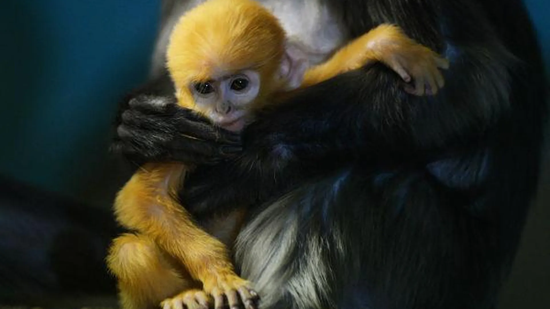 Волонтеров для ухода за животными набирают в столичном зоопарке