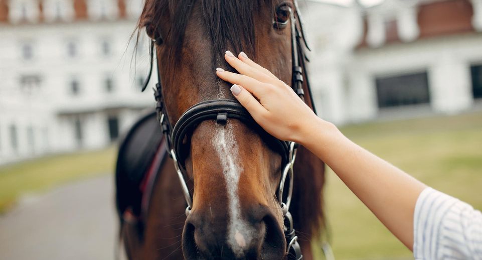 Иппотерапевт Стрельцова: занятия с лошадьми улучшают состояние детей