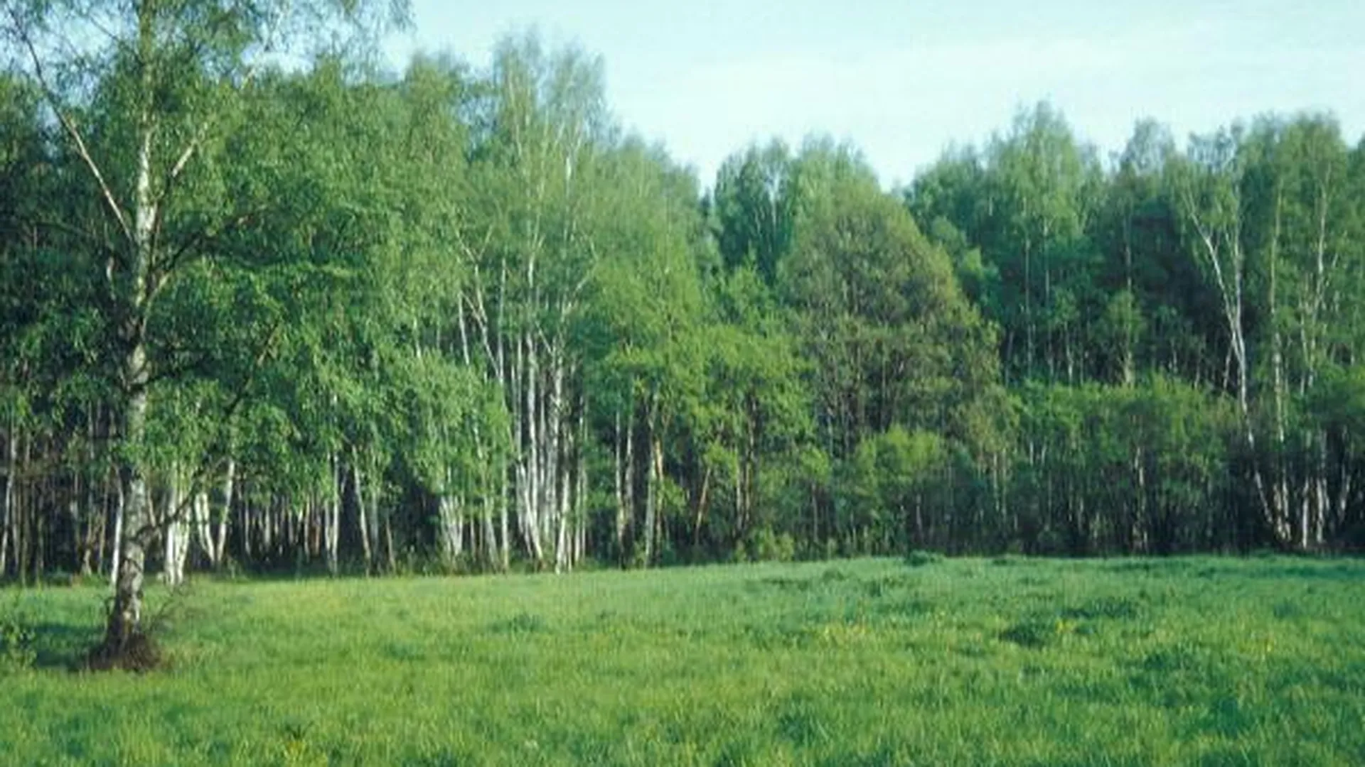 В Одинцово отпразднуют День леса